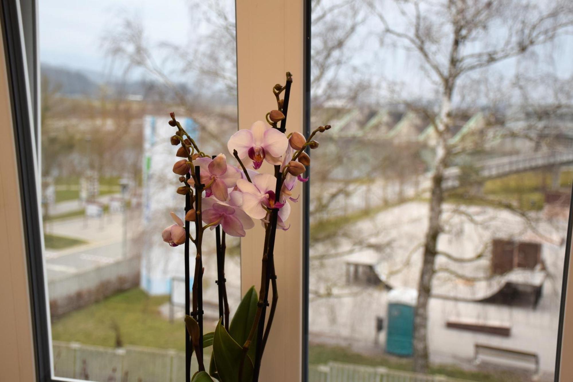 Guesthouse Pr'Sefu Brežice Rum bild
